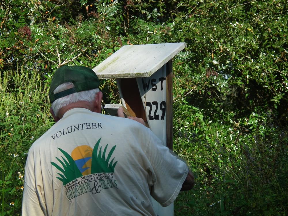 Volunteer checking bluebird nesting boxes along the Withlacoochee State Trail in Inverness, Florida