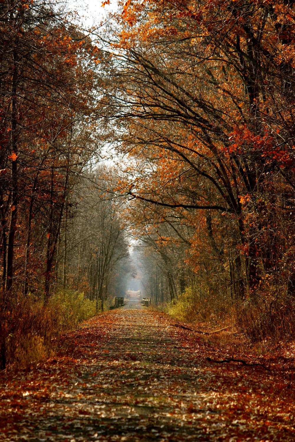 The Tunnel Hill State Trail is built on a former railroad in Johnson County, southernmost Illinois