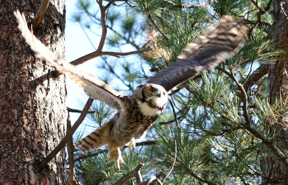 An owl takes flight at the Lee Metcalf National Wildlife Refuge in Montana