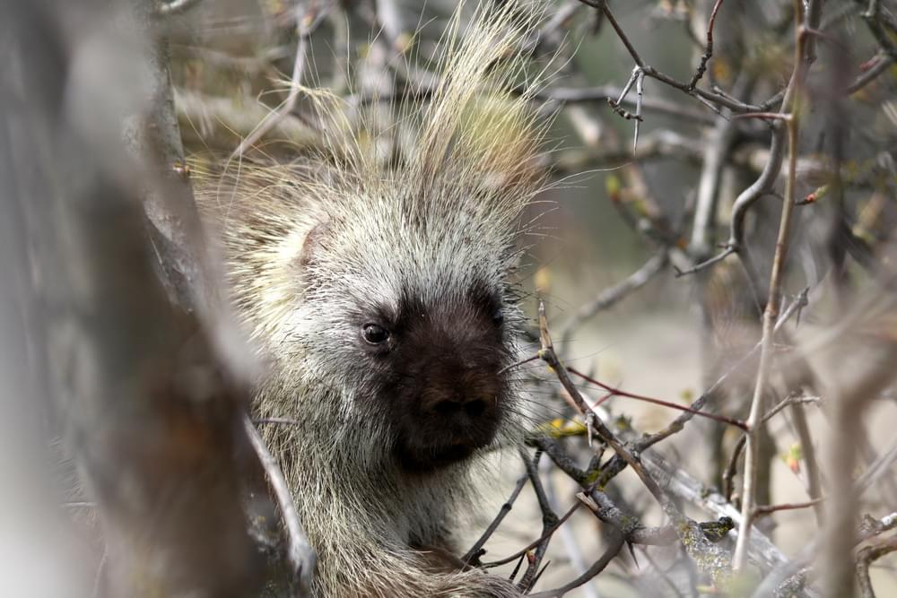 Porcupine along the Lee Metcalf Wildlife Viewing Trail; Stevensville, Montana