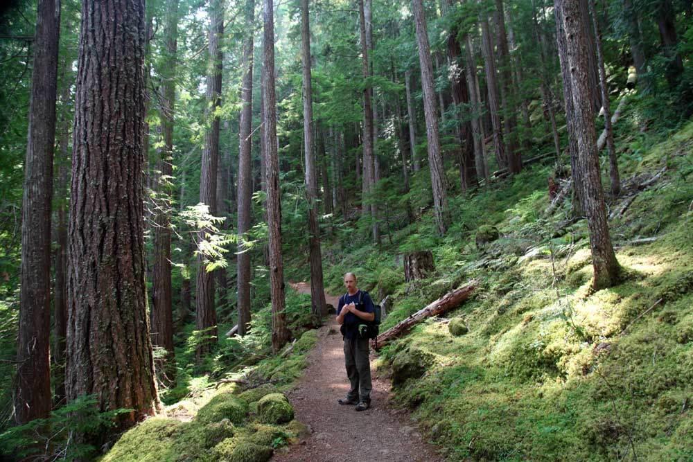 Hiking through Douglas firs on the Lena Lake National Recreation Trail; Olympic National Forest, Washington