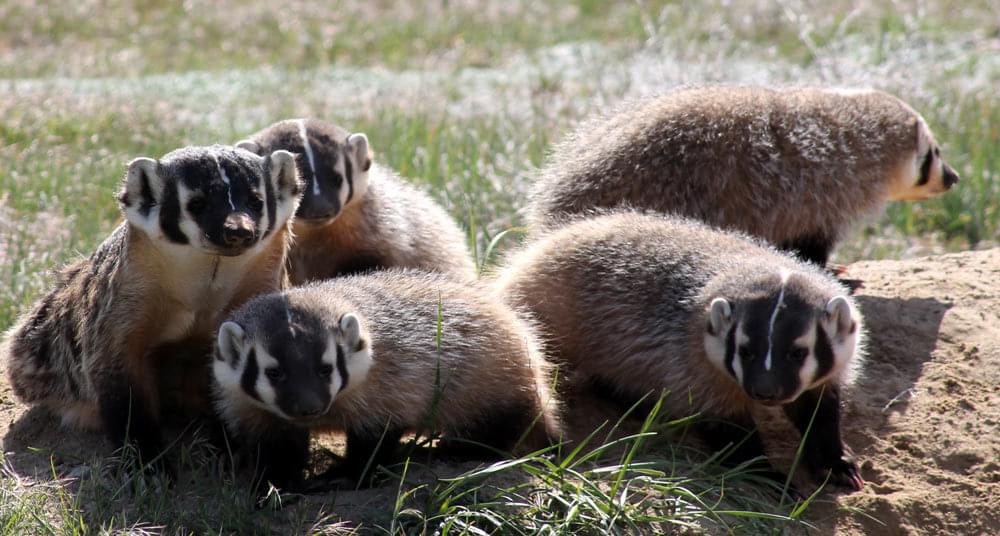 A family of badgers at the Lee Metcalf National Wildlife Refuge; Stevensville, Montana