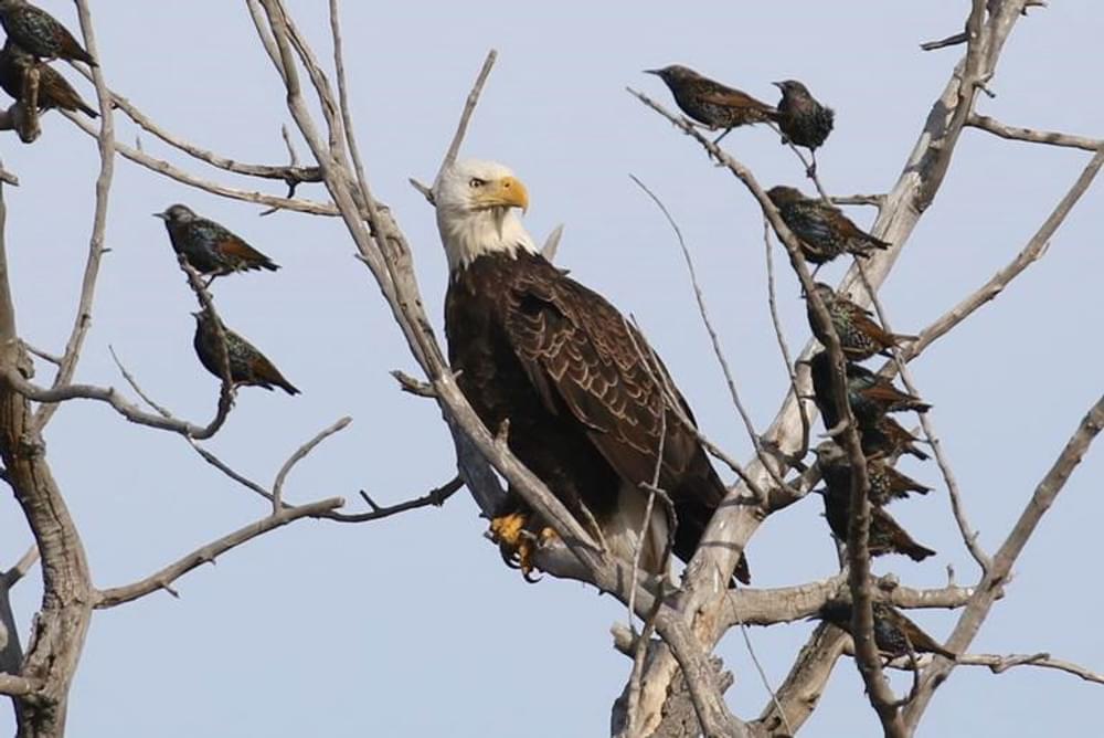 Eagle and friends at Big Dry Creek Open Space, Colorado