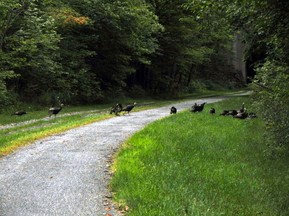 A “rafter” of turkeys crossing the GAP Trail next to the entrance of Borden Tunnel near Frostburg.