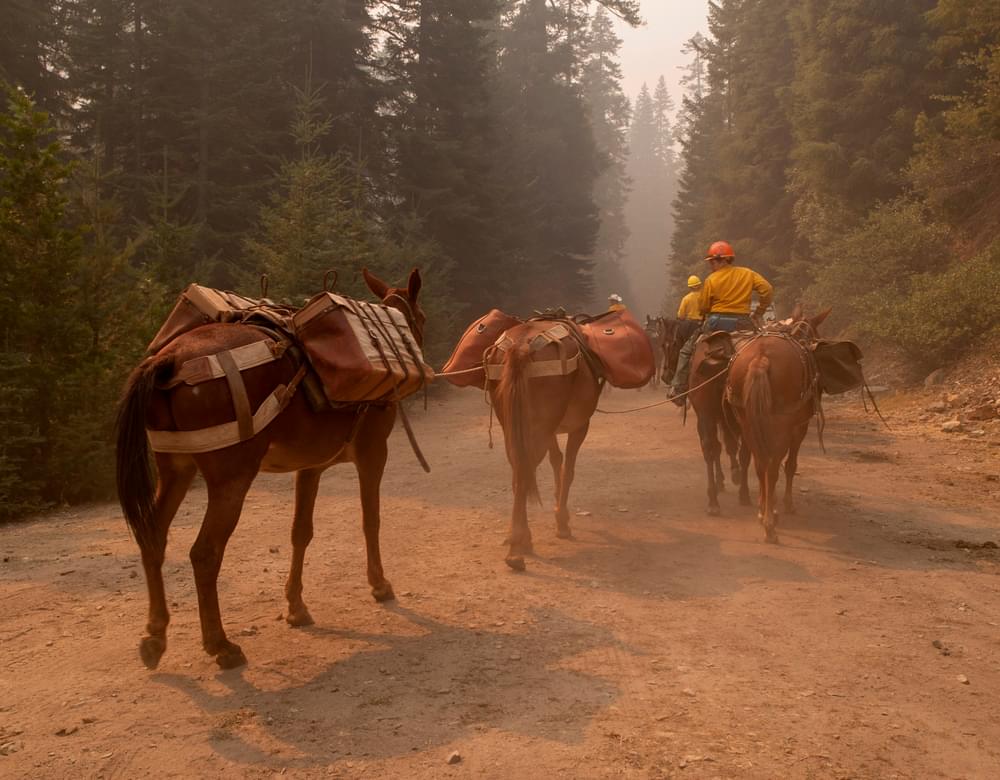 U.S. Forest Service contract packers lead a string of pack mules into the Klamath National Forest with supplies for firefighters during the Happy Camp Complex in 2014. Photo by Kari Greer.