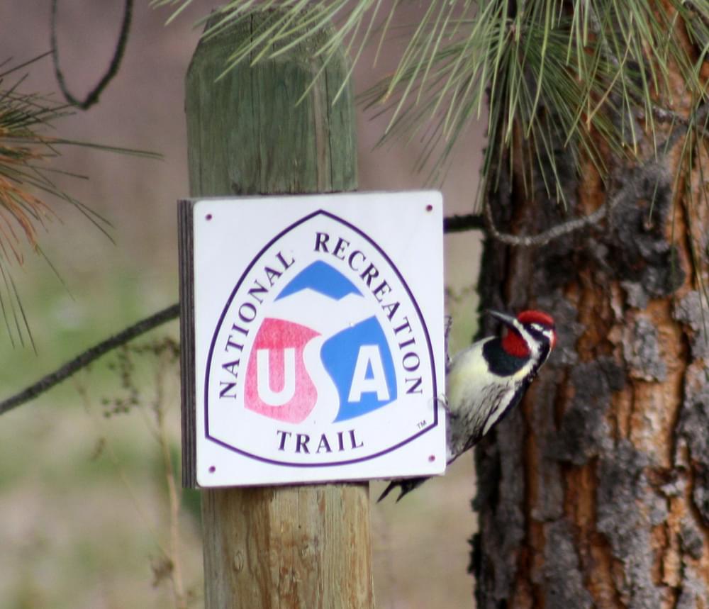Red Naped Sapsucker on National Recreation Trails sign, Lee Metcalf National Wildlife Refuge; Stevensville, MT
