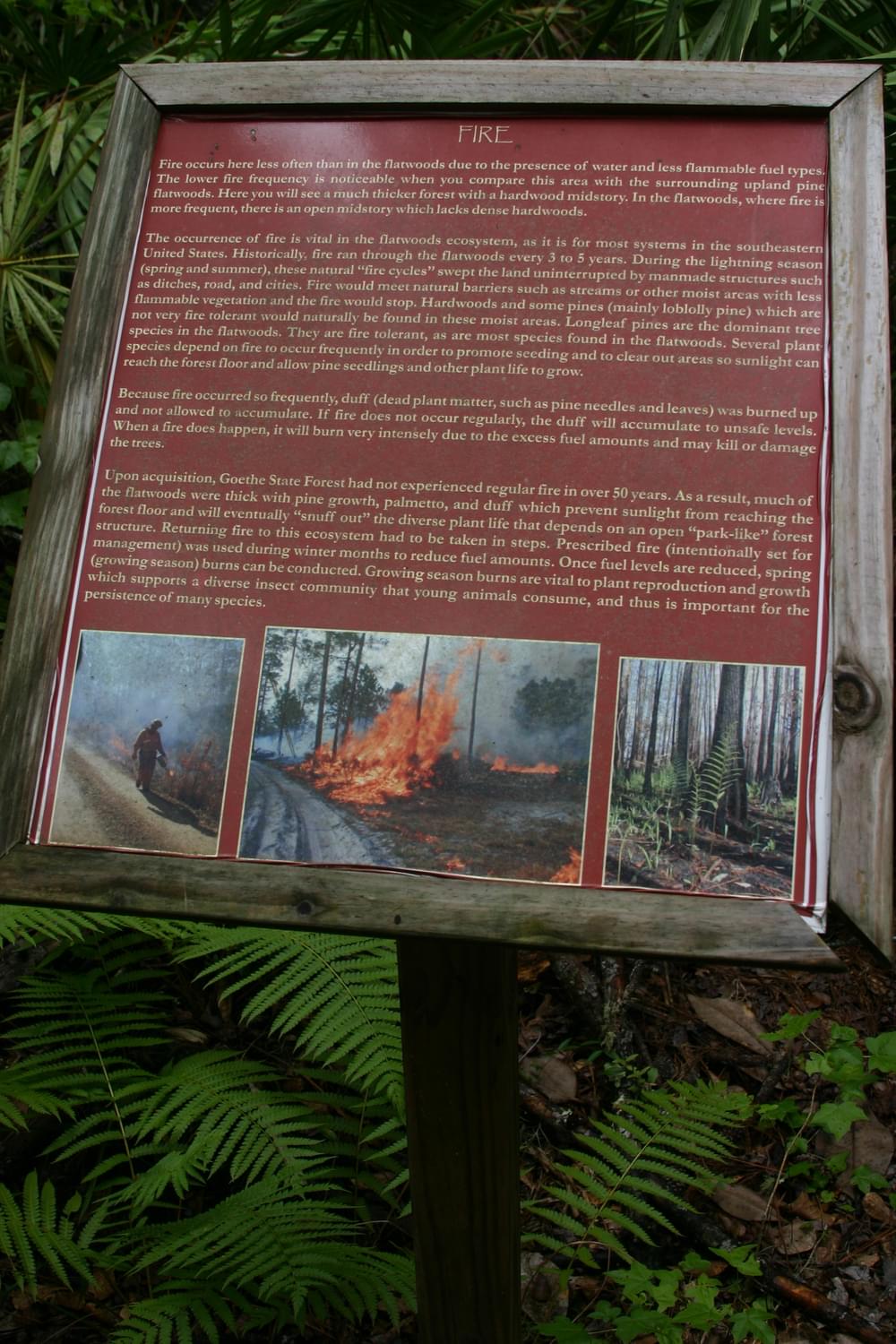 The natural history of fire is the topic on Big Cypress Trail in Goethe State Forest; central Florida