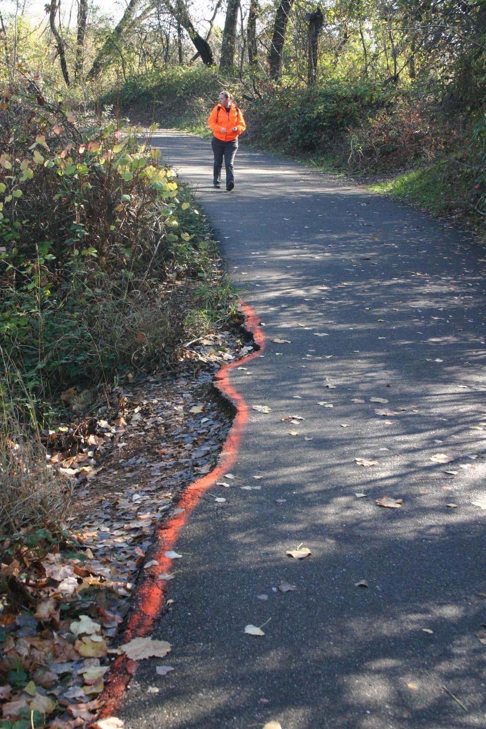 Irregular edge of trail painted to increase visibility; Sacramento River Trail, Redding, California