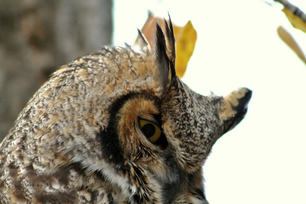 Sugar Owl, Lee Metcalf National Wildlife Refuge; Stevensville, MT
