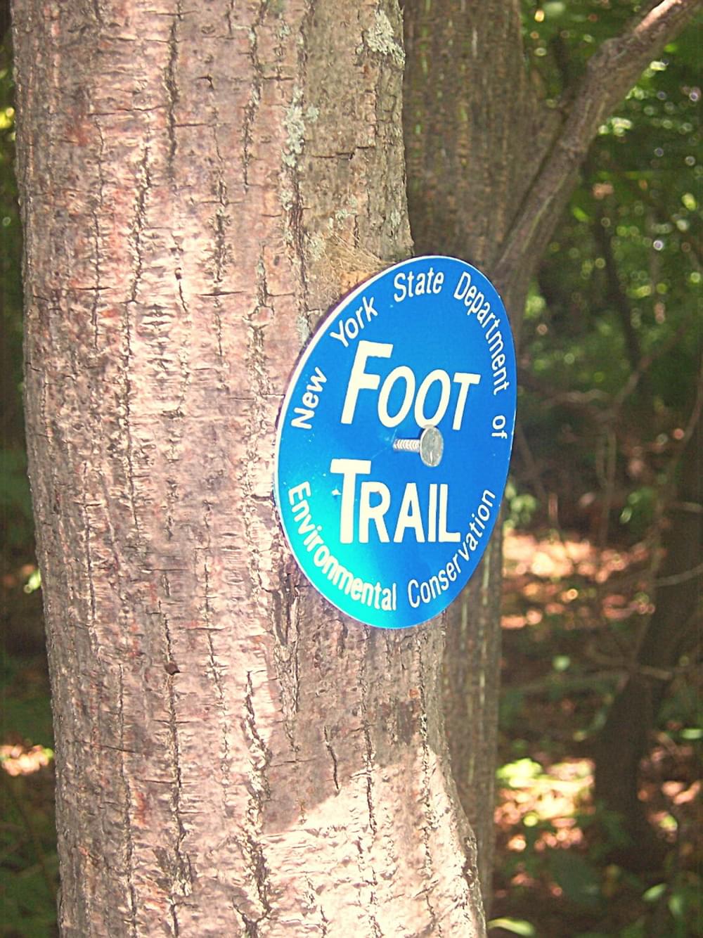 An official NYSDEC marker in Catskill Park. Note protruding nail to allow for tree growth.