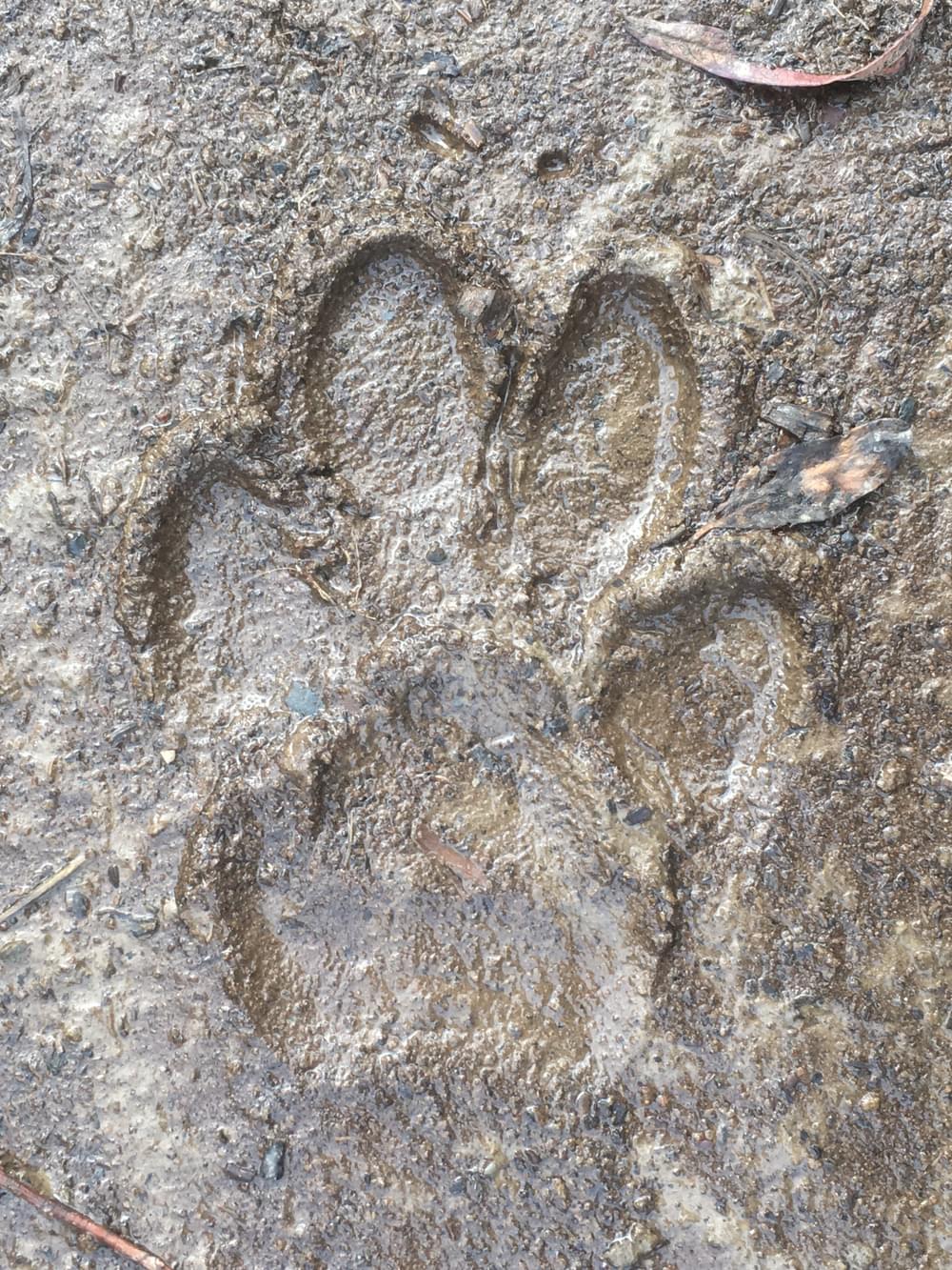 Wolf print on the Resurrection Pass National Recreation Trail