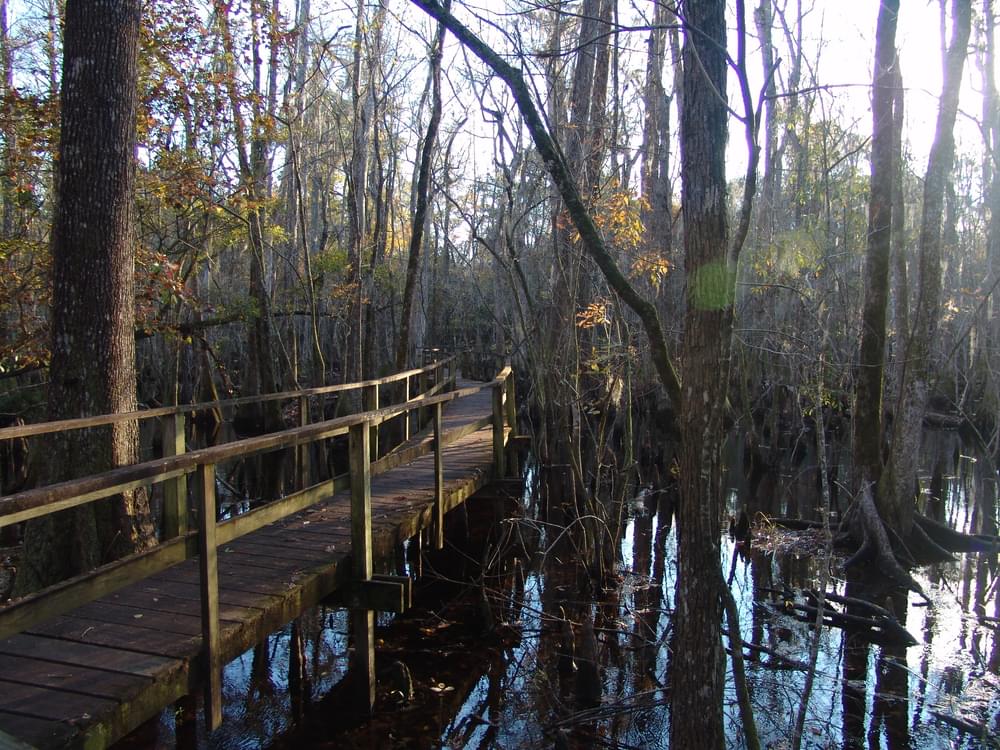 Swamp at Dusk; Audubon Center at the Francis Beidler Forest