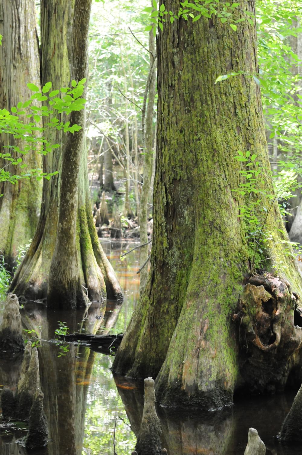Ancient Giants-1000+ year-old Bald Cypress; Audubon Center at the Francis Beidler Forest