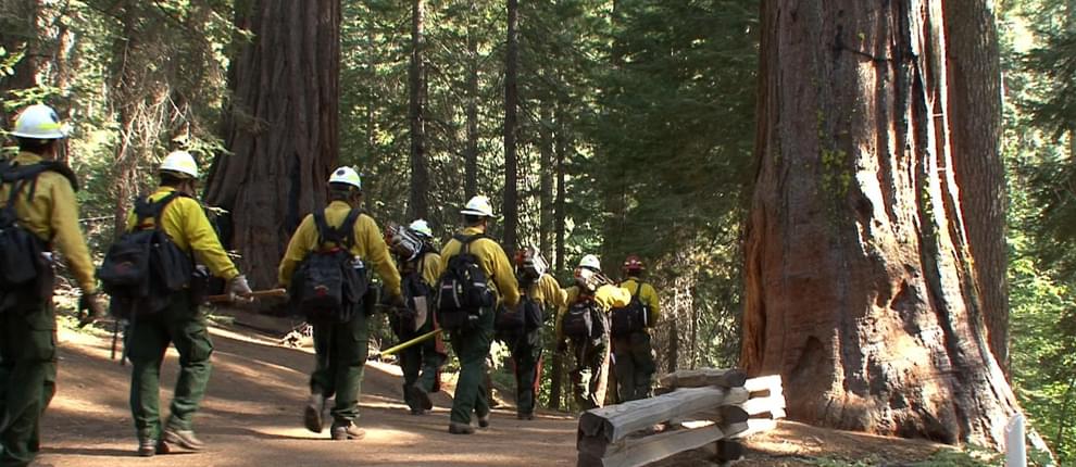 National Park Service fire crew enters the Tuolumne Grove of Giant Sequo