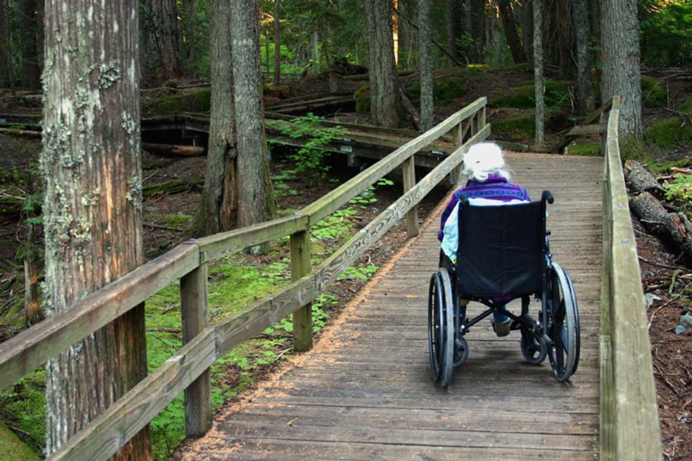 The Happy Creek boardwalk provides an accessible opportunity to visit an old-growth northwest forest. 