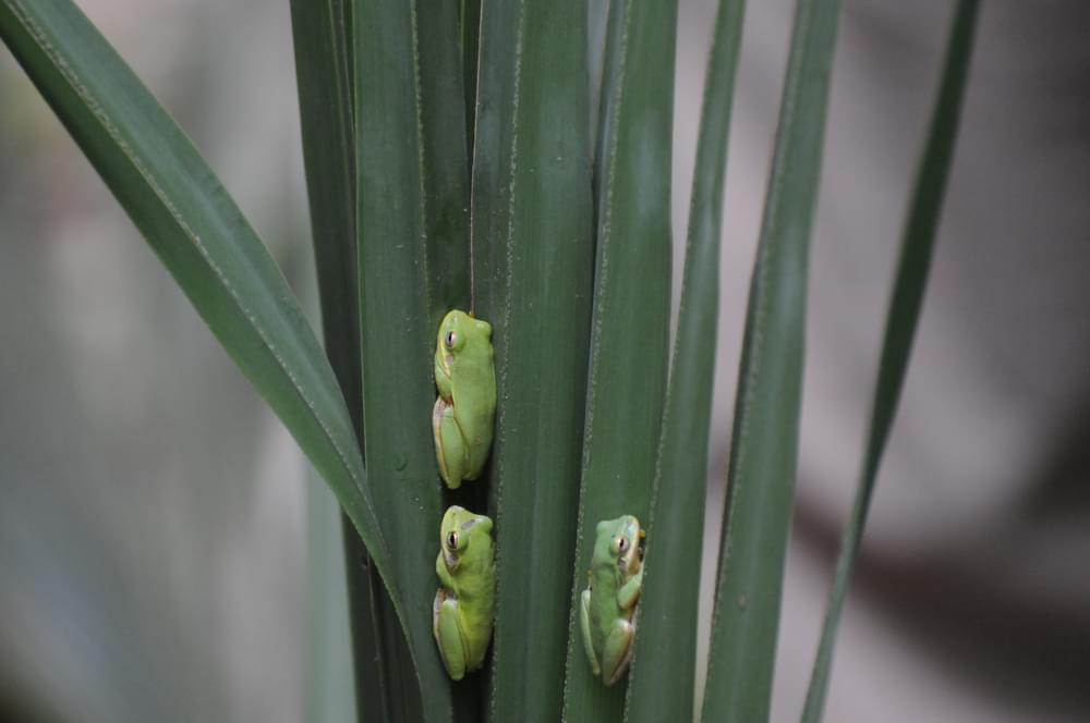 Squirrel Treefrogs (Hyla squirella) seeking shelter within a Dwarf Palmetto; Audubon Center at the Francis Beidler Forest