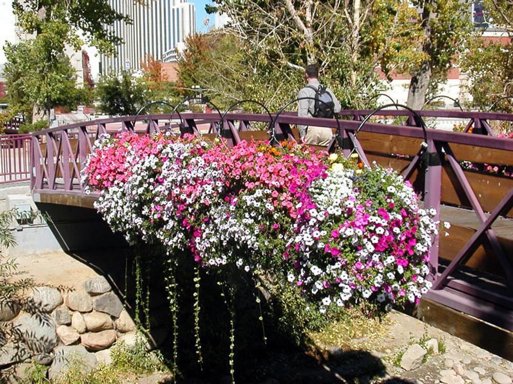 Planter on the pedestrian bridge above the Truckee River in downtown Reno, Nevada 