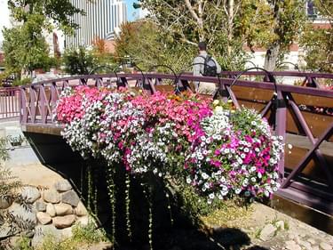 A planter on the pedestrian bridge above the Truckee River in downtown Reno.