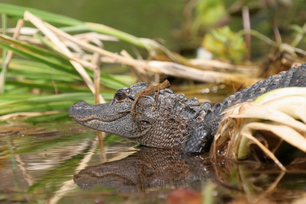 Young alligator along Wacissa River by Doug Alderson
