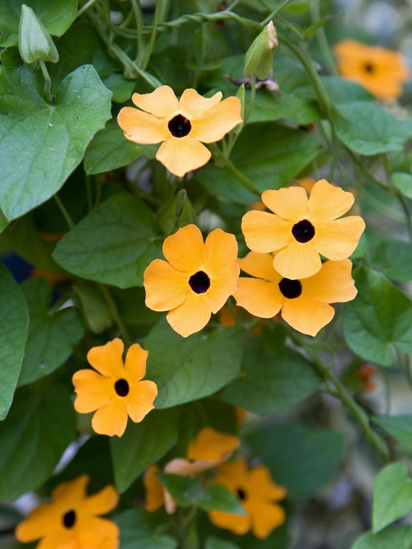 beautiful balck eyed susan