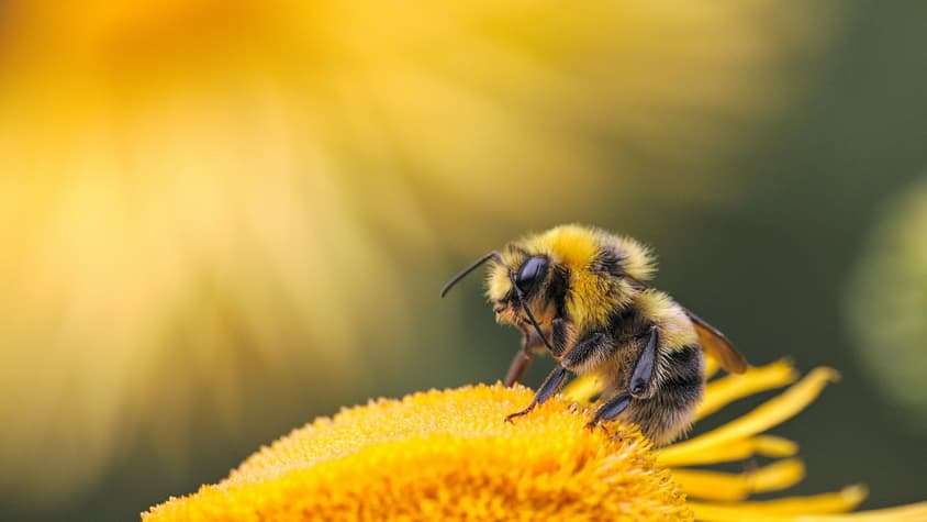Bee in Bee Garden