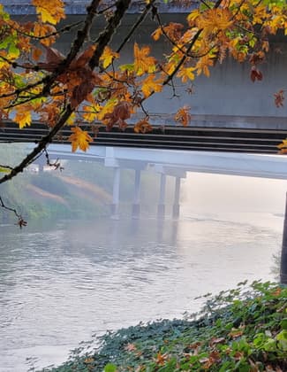 A misty fall morning along the McKenzie River (a tributary of the WRWT); Eugene, Oregon