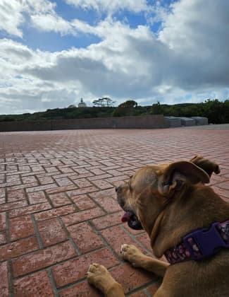Dogs are not allowed on natural surface trails, but we can look from the monument! Photo by Sue Crowe