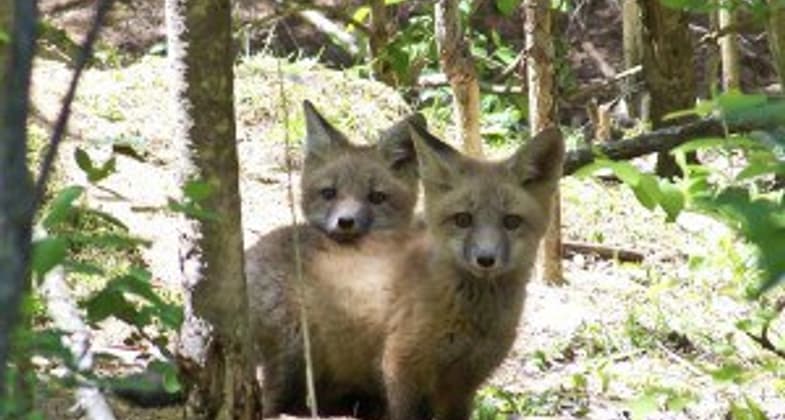 Foxes near trail. Photo by Friends of BLNC.