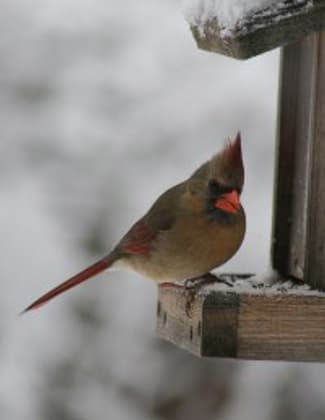 Female Cardinal. Photo by Friends of BLNC.