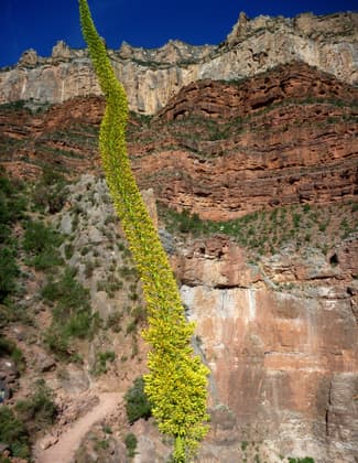 Arizona, south rim of the Grand Canyon inside Grand Canyon National Park. Photo by Fiana Shapiro.