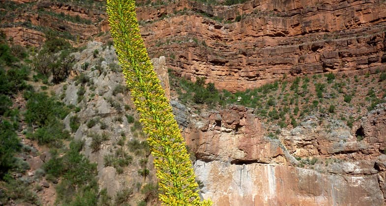 Arizona, south rim of the Grand Canyon inside Grand Canyon National Park. Photo by Fiana Shapiro.