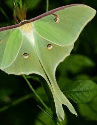 Luna Moth. Photo by Stan Malcolm.