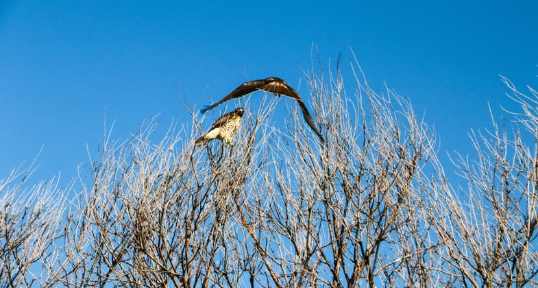 "FLY BY" Two Swainson's Hawks hunt and play together in the open space. Photo by Hans T. Reichgelt.