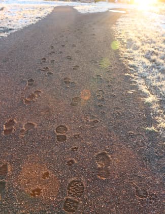 The muddy trail froze into perfect casts of their tracks, leaving a small story behind, open for the mind's interpretation. Photo by Hans T. Reichgelt.