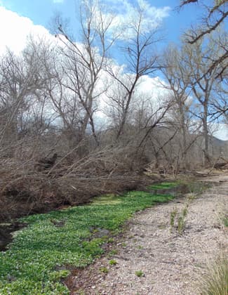 Arivaca Creek, overgrown with water weeds, near the ruins of the Wilbur Ranch. Photo by The Old Pueblo wiki.