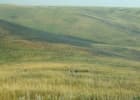 Grassland hills and prairie. Photo by USFWS.