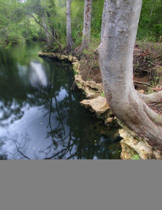 Aucilla River Trail
