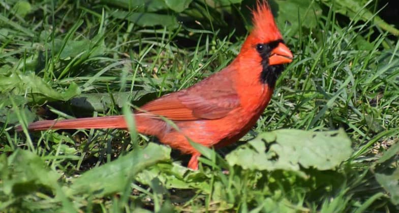 Cardinal along the trail. Photo by Jim Floud.