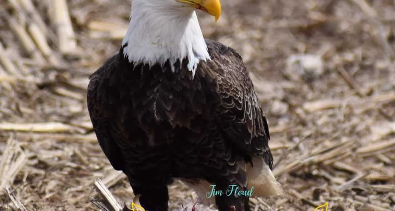 Eagle posing. Photo by Jim Floud.
