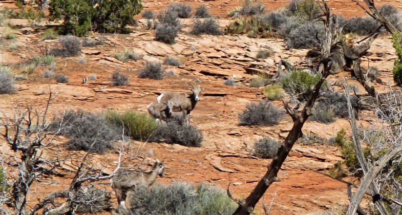 Keep your dog on a leash; it's a lambing area for Desert Bighorn Sheep. Photo by Valerie A. Russo.