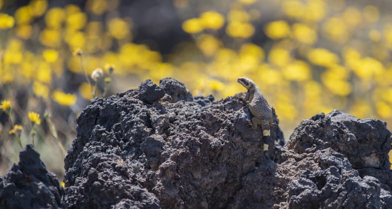 Photo by Kyle Sullivan. It's not uncommon to see the Chuckwalla on the Amboy Crater trail.