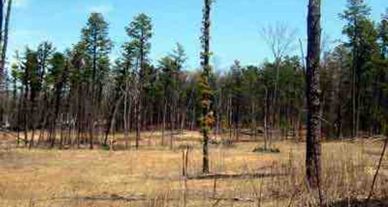Pine barrens landscape.