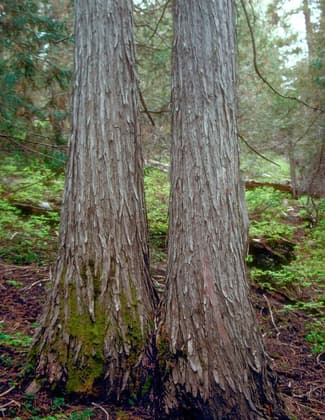 Cedar Grove Botanical Area, Aldrich Mountains, Malheur National Forest, Grant County, Oregon. Photo by USFS.