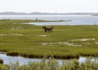 Wild Horses on Assateague Island. Photo by wiki Fritz Geller-Grimm.