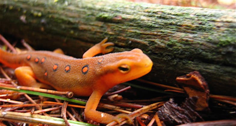 Salamander on Kinglet. Photo by Bart J. Baird.