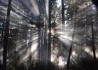 Smoke filters thru trees during a prescribed burn. Photo by USFS.