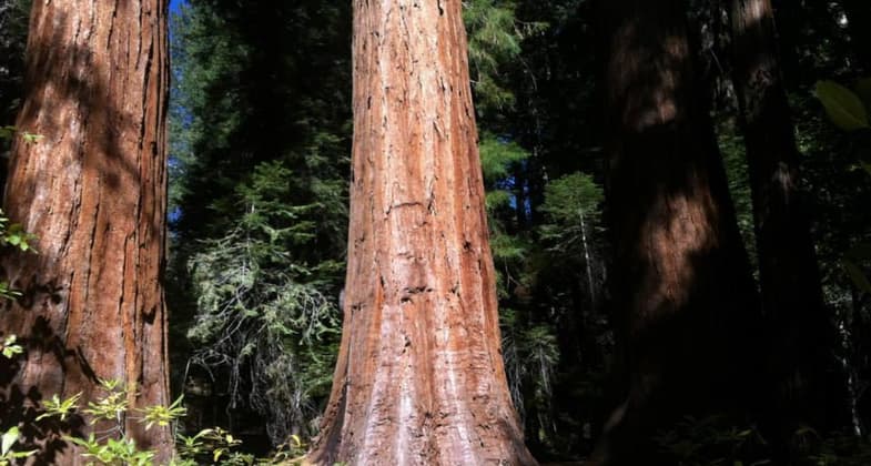 Big Trees