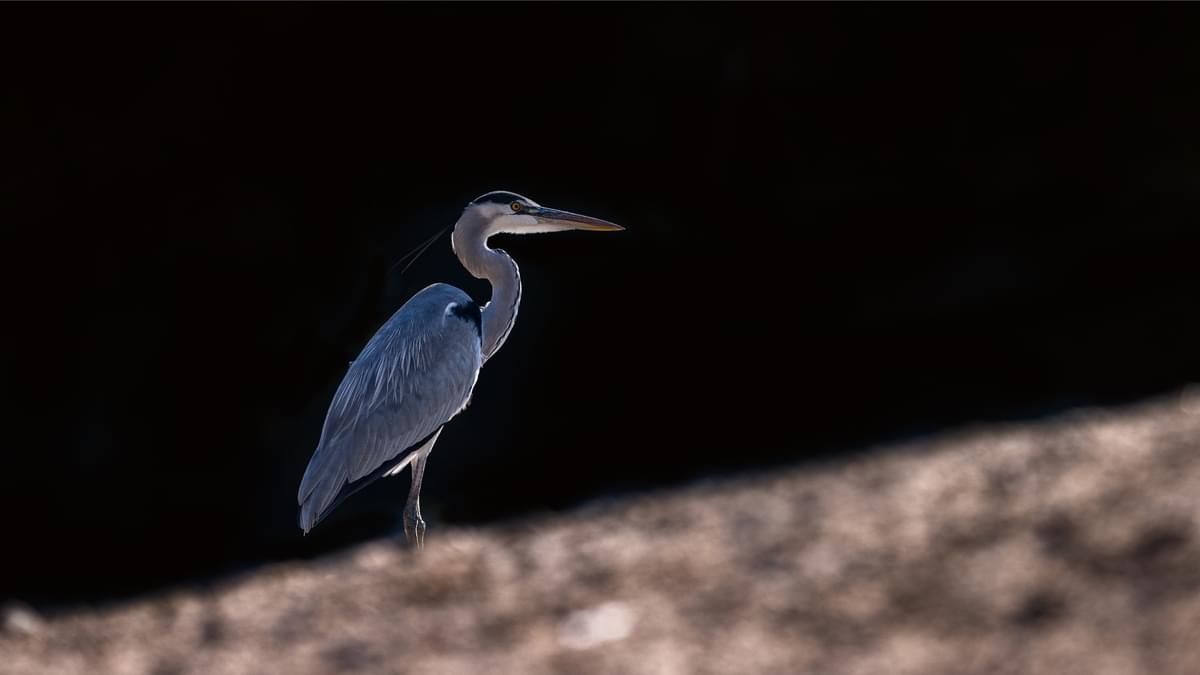 Al Qudra Lakes Yagoub Al Hammadi 3