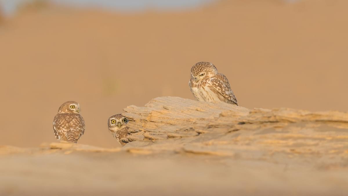 Al Qudra Lakes Yagoub Al Hammadi