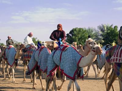  Camel Race